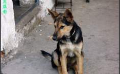 看门犬,看门犬的历史与角色演变