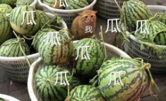 娱乐吃瓜的头像,吃瓜群众眼中的明星幕后故事