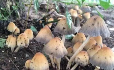 娱乐吃瓜菌生活中,吃瓜菌带你领略幕后风云