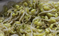 豆芽观察日记七天带图,从豆子到嫩芽的奇妙旅程