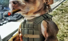 娱乐吃瓜汪星人是谁,网络红星的崛起之路