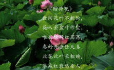 赞美荷花的诗句,碧波映艳——荷花的诗意赞歌