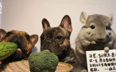 阿呆娱乐吃瓜,揭秘娱乐圈最新热点事件