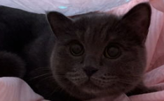 娱乐吃瓜小猫咪,揭秘娱乐圈那些事儿