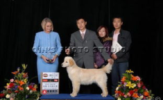 卓越犬舍,铸就犬界卓越品质，传承犬种纯正血统