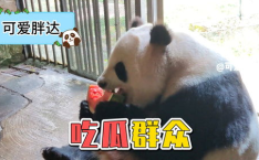 娱乐吃瓜大熊猫,揭秘大熊猫的娱乐生活