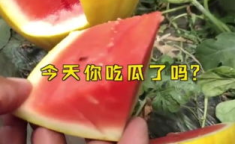 娱乐吃瓜起什么名字,吃瓜群众的热议焦点与幕后真相